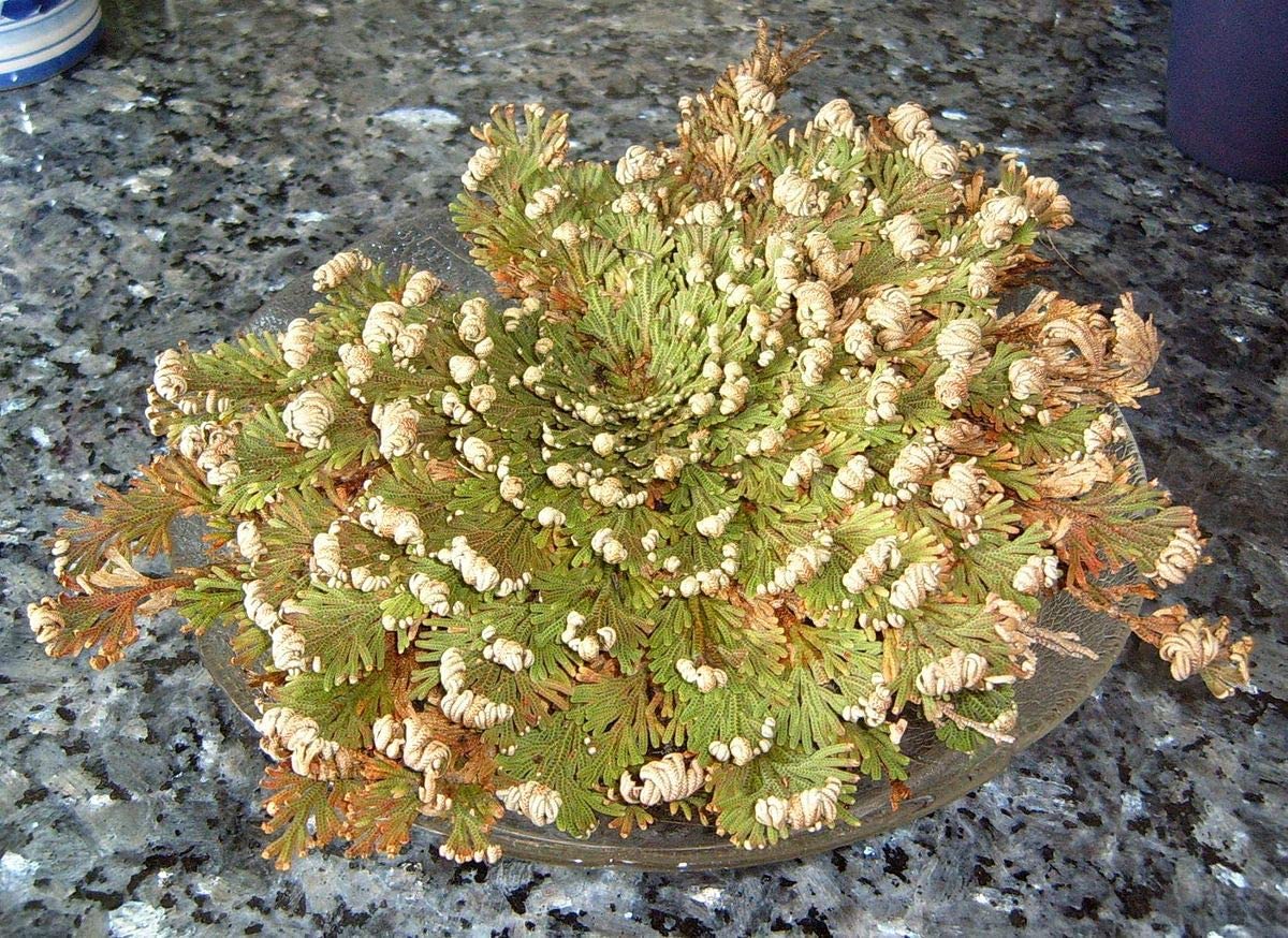 Rose von Jericho die Auferstehungspflanze perfektes Geschenk verschiedene Stückzahlen