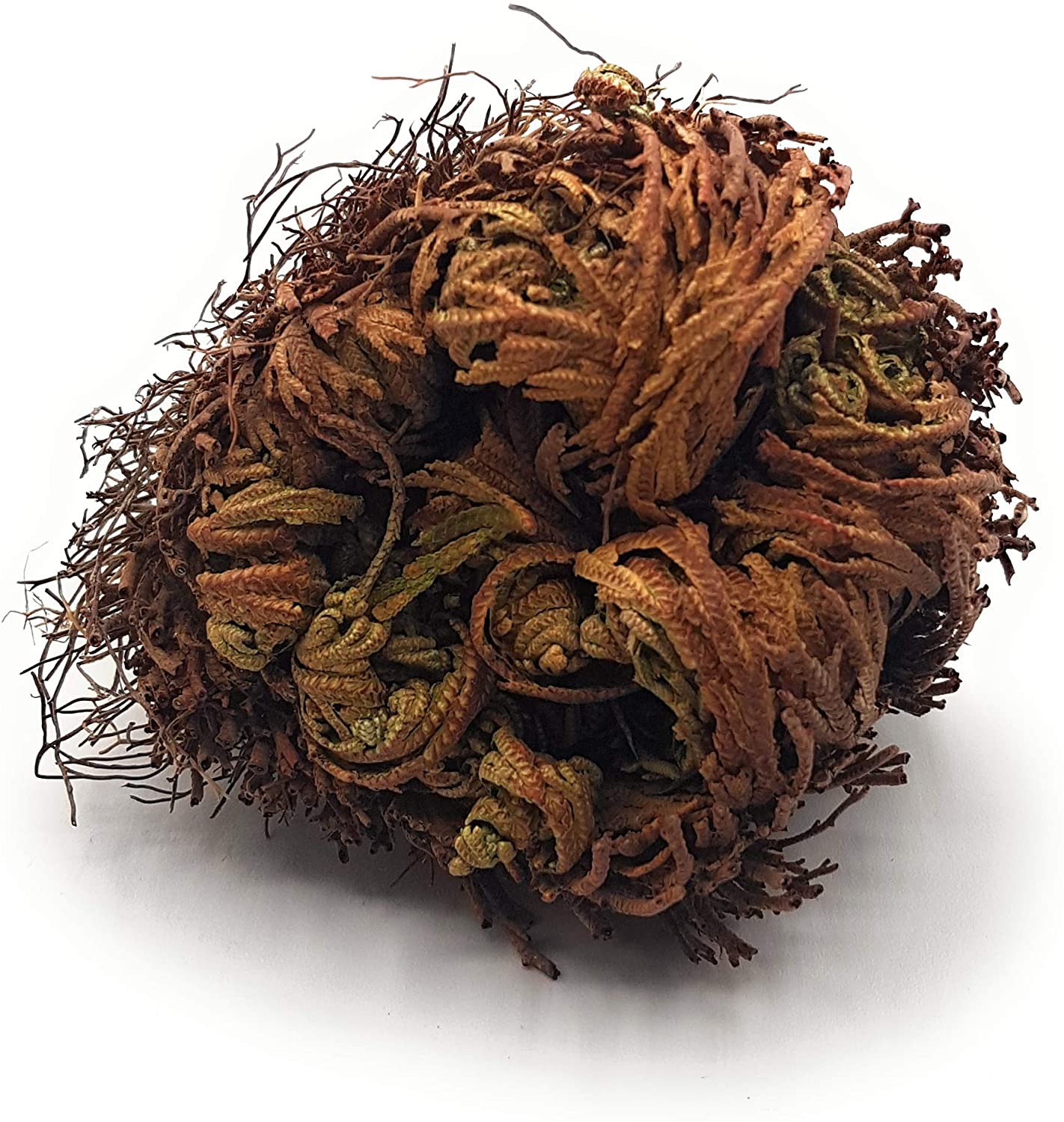 Rose von Jericho die Auferstehungspflanze perfektes Geschenk verschiedene Stückzahlen